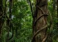 Elas crescem em cima de outras plantas e roubam tudo que podem e a evolução aprovou essa estratégia