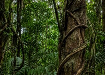 Elas crescem em cima de outras plantas e roubam tudo que podem e a evolução aprovou essa estratégia