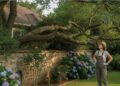 Quando a árvore do vizinho invade seu jardim: o que eu faria antes de qualquer briga