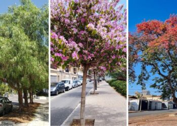 Plantei e já tenho sombra: as 6 árvores que crescem rápido e não destroem a calçada