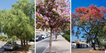 Plantei e já tenho sombra: as 6 árvores que crescem rápido e não destroem a calçada