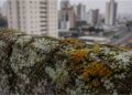 As plantas mais antigas do mundo estão monitorando o ar das cidades e ninguém está olhando para elas
