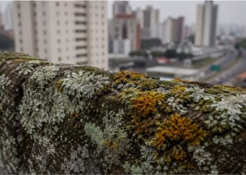 As plantas mais antigas do mundo estão monitorando o ar das cidades e ninguém está olhando para elas
