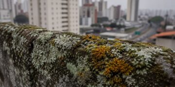 As plantas mais antigas do mundo estão monitorando o ar das cidades e ninguém está olhando para elas