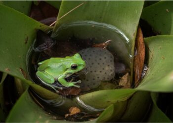 Dentro de uma bromélia cabem um sapo, uma aranha e espécies que a ciência ainda não conhece