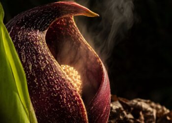A flor que ferve por dentro para atrair insetos de madrugada e a ciência explica como isso é possível