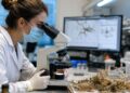 Plantas extintas têm DNA ainda legível e a ciência já sabe o que fazer com isso