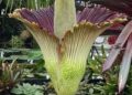A planta que leva até dez anos para florescer, dura dois dias e cheira a carne podre e o mundo para para vê-la