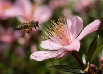 Flores não têm cheiro por acaso: a linguagem química que a evolução levou milhões de anos para criar