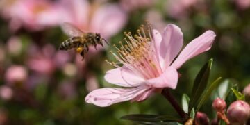 Flores não têm cheiro por acaso: a linguagem química que a evolução levou milhões de anos para criar