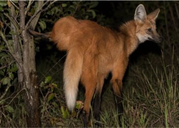 Como o lobo-guará marca um território de 30 km² usando urina com cheiro de maconha