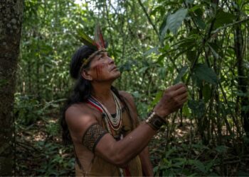 O que se perde quando uma língua indígena morre: 200 nomes de plantas que a ciência ainda não sabe pronunciar