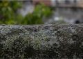 A aliança entre fungo e alga que conquistou os lugares mais inóspitos da Terra e está na parede da sua cidade