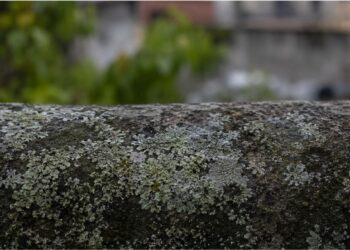 A aliança entre fungo e alga que conquistou os lugares mais inóspitos da Terra e está na parede da sua cidade