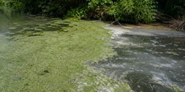 A macrófita que absorve fósforo e nitrogênio de reservatórios inteiros em menos de um mês e o limite que nenhum gestor pode ignorar