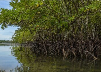 A floresta que fica de pé dentro do mar e guarda carbono como nenhuma outra no planeta