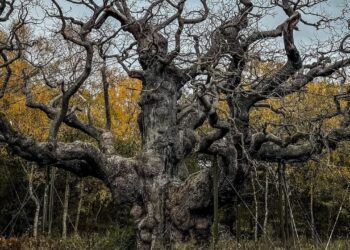 A árvore que atravessou a Idade Média morreu de calor e as tentativas de salvá-la podem ter apressado o fim