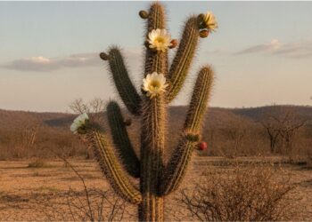 O cacto que não deixa a Caatinga morrer: tudo que o mandacaru oferece quando nada mais resiste à seca