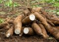 O que povos amazônicos descobriram há 8 mil anos sobre a mandioca que a ciência moderna ainda estuda com admiração