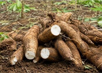 O que povos amazônicos descobriram há 8 mil anos sobre a mandioca que a ciência moderna ainda estuda com admiração