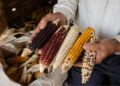 O milho que alimentou civilizações por 9 mil anos está desaparecendo mais rápido do que a ciência consegue catalogar