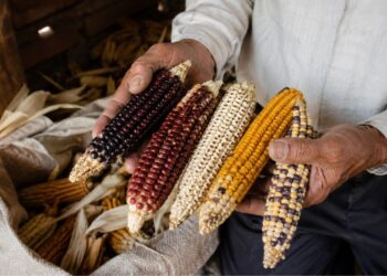 O milho que alimentou civilizações por 9 mil anos está desaparecendo mais rápido do que a ciência consegue catalogar