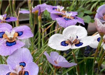 Eu me apaixonei por uma flor africana e agora não consigo parar de cultivar