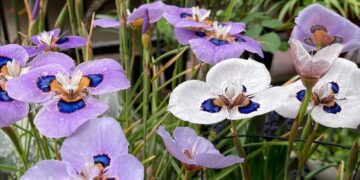 Eu me apaixonei por uma flor africana e agora não consigo parar de cultivar