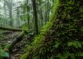 O produtor de oxigênio que ninguém vê: como o musgo amazônico rivaliza com árvores gigantes na respiração da floresta