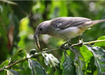 A natureza tem seu próprio controle de pragas e ele tem penas, bico e milênios de evolução