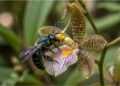 Sem néctar e sem recompensa: o truque das orquídeas brasileiras que Darwin já não conseguia parar de estudar