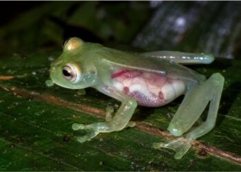 Como uma perereca da Amazônia consegue tornar o próprio sangue invisível e o que isso pode mudar na medicina