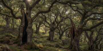 Morte em 1347, floresta em 1400: como a Peste Negra criou os carvalhos mais antigos do mundo temperado