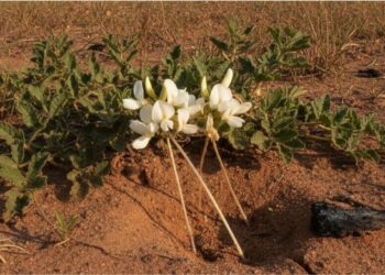 O Cerrado esconde uma planta que floresce debaixo do solo e o motivo é mais fascinante do que parece