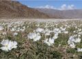 O relógio invisível das plantas: como espécies inteiras florescem juntas depois de uma década e o que ainda intriga a botânica