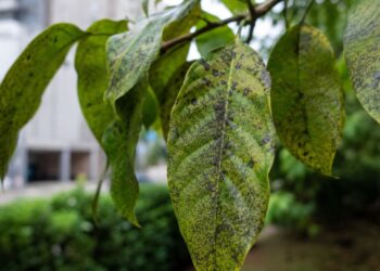 Sem sensor, sem bateria: como algumas plantas já funcionam como detectores naturais de poluição do ar