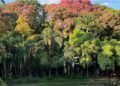 A cuia que a floresta abre sozinha: o mecanismo botânico da sapucaia que sustenta uma fauna inteira