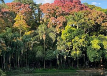A cuia que a floresta abre sozinha: o mecanismo botânico da sapucaia que sustenta uma fauna inteira