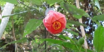 Descoberta há dois anos, essa planta capixaba já corre risco de sumir antes de ser conhecida