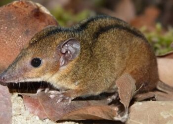 O pequeno marsupial do Rio que compartilha origem evolutiva com o mico-leão-dourado