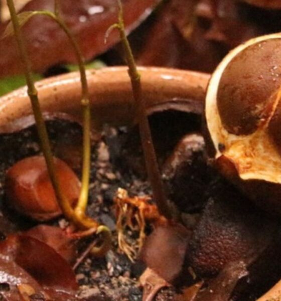 O óleo que a floresta amazônica produz para afastar mosquitos, e que a ciência levou séculos para explicar