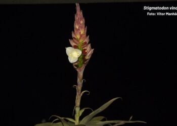 O Espírito Santo tem uma bromélia que só existe em um único ponto do planeta