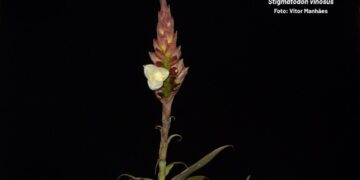 O Espírito Santo tem uma bromélia que só existe em um único ponto do planeta