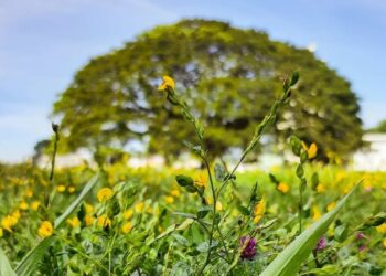 A maior árvore urbana do Brasil está em São José dos Campos e "chora" quando floresce