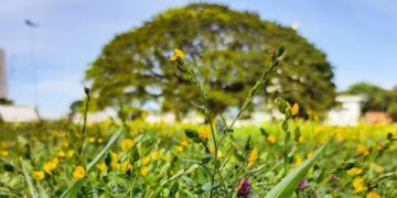 A maior árvore urbana do Brasil está em São José dos Campos e "chora" quando floresce