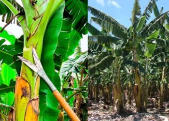 A ferramenta que corta folha de bananeira sem ferir a planta nasceu do que sobrava numa oficina rural