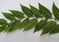 O "mato" que pode virar uma das plantas mais valiosas do Brasil