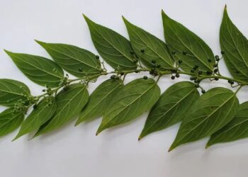 O "mato" que pode virar uma das plantas mais valiosas do Brasil