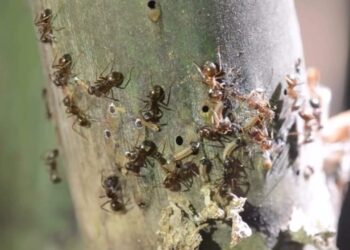 Duas espécies de formigas, uma agressiva e uma pacífica, dividem a guarda da mesma lagarta na Amazônia