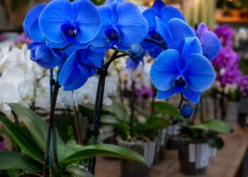 Você já comprou uma orquídea azul? Ela provavelmente nunca foi azul de verdade